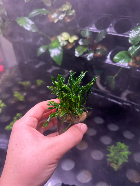 Anubias heterophylla 'super nova' | Potted