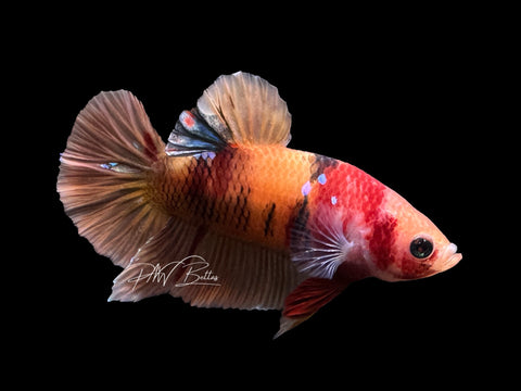 USA Bred | Nemo Koi HMPK Male Betta | L08