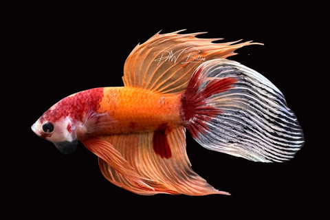 Nemo Veiltail Male Betta | M2488