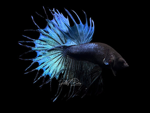 Turquoise KCT Male Betta | M2128