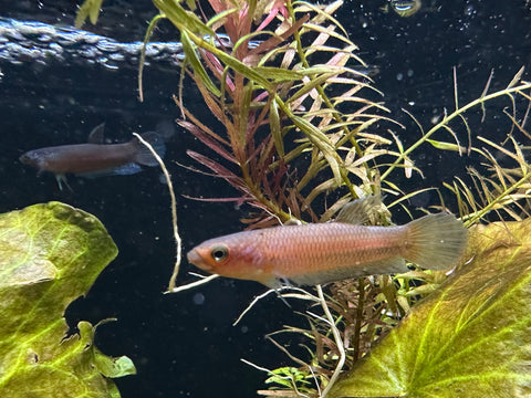 Wild Betta Antuta | USA Bred | F1