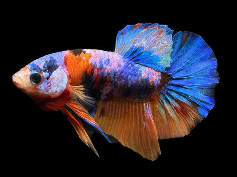 Marble HMPK Male Betta | M2275