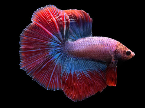 Mascot Halfmoon Male Betta | M2356