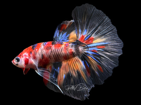 Marble Halfmoon Male Betta | M2495