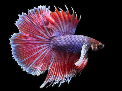 Bi-Color Dumbo HM Male Betta | M2316