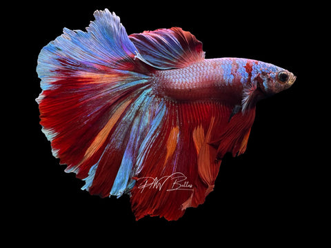 Marble HM Male Betta | M2294