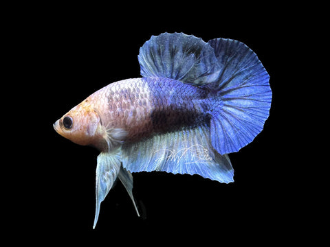 USA Bred | Blue Marble HMPK Male Betta | L05