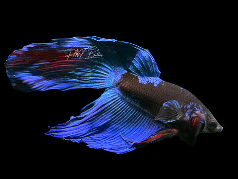 Blacklight VT Male Betta | M2230