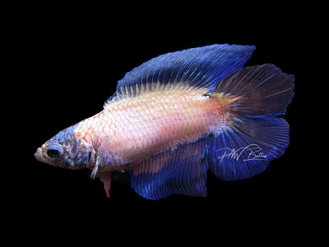 Blue Marble DTHM Female Betta | F1571