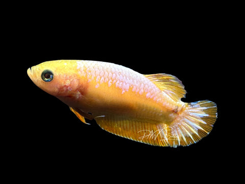 Yellow Fancy HMPK Female Betta | F1566