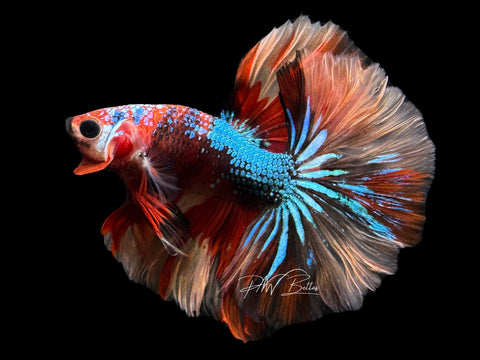 Marble HM Male Betta | M2291