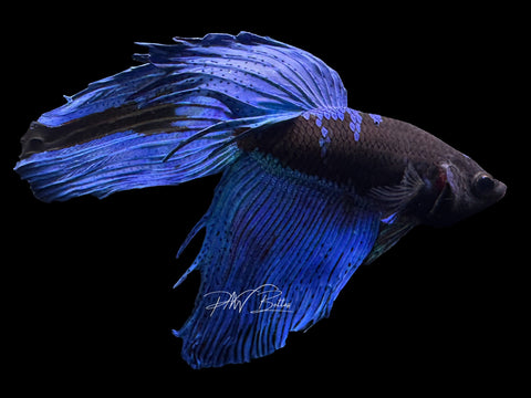 Blacklight VT Male Betta | M2306