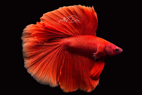 Super Red DTHM Male Betta | M2494