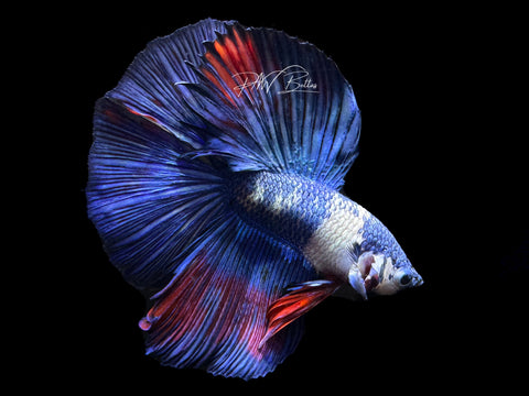 Marble Halfmoon Male Betta | M2205