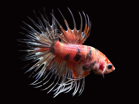 Marble Crowntail Male Betta | M2355