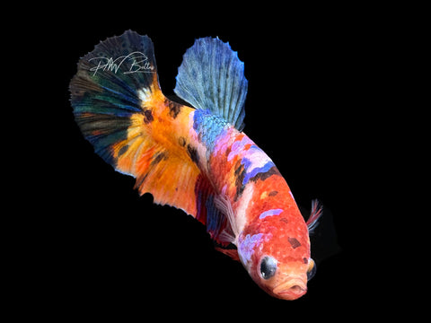 Candy HMPK Female Betta | F1586