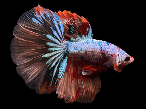 Fancy Marble HM Male Betta | M2282