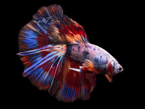 Marble HM Male Betta | M2269