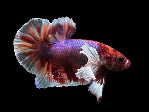 Candy Dumbo HMPK Male Betta | M2472