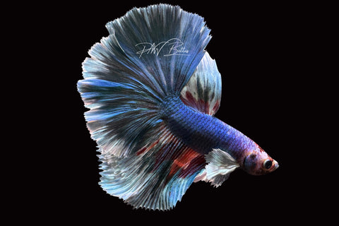 Marble Dumbo HM Male Betta | M2506