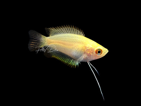 Honey Gourami | Trichogaster chuna