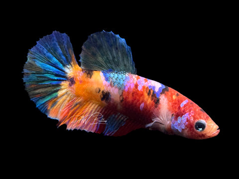 Candy HMPK Female Betta | F1586