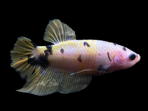 XL Yellow Plakat Male Betta | M2350