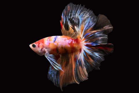 Candy Halfmoon Male Betta | M2492