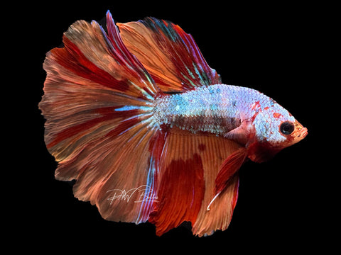 Marble Halfmoon Male Betta | M2126