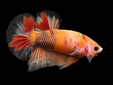 USA Bred | Nemo Koi HMPK Male Betta | L07