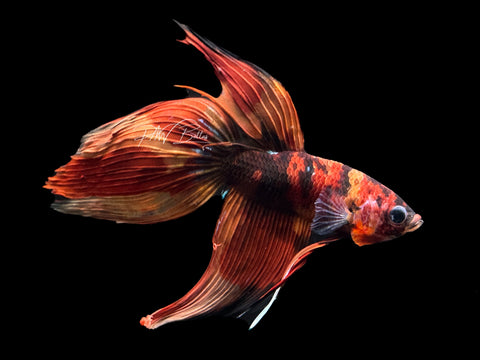 Marble VT Male Betta | M2177