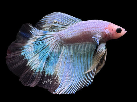 Fancy Marble HM Male Betta | M2305