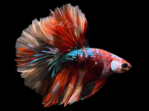 Marble HM Male Betta | M2291