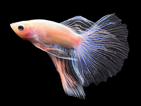 USA Bred | Iridescent Delta Male Betta | L14