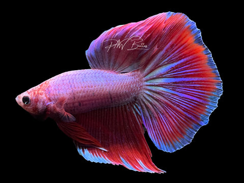 USA Bred | Fancy Delta Male Betta | L24