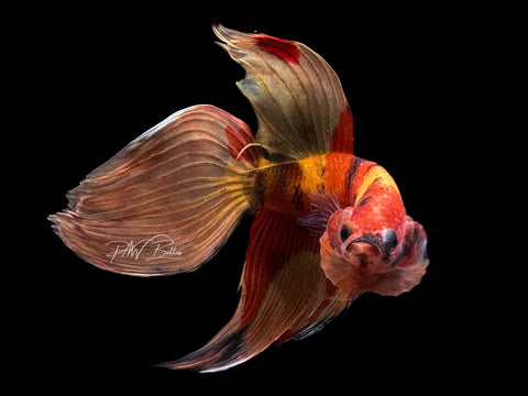 Nemo VT Male Betta | M2139