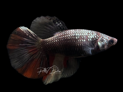 Copper Marble Halfmoon Female Betta | F1642