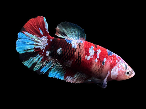 Red Koi HMPK Female Betta | F1656