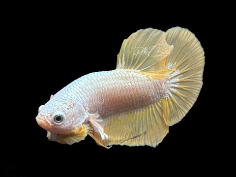 Yellow Dragon Halfmoon Plakat Male Betta | M2036