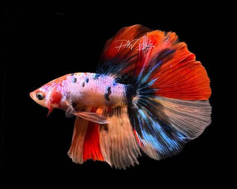 Marble HM Male Betta | M2188