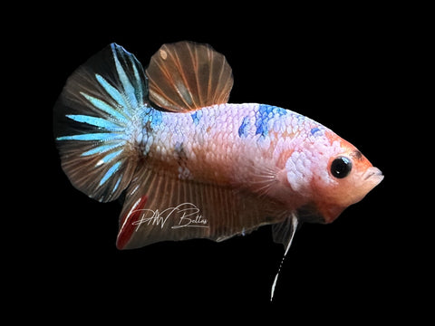 USA Bred | Fancy Koi HMPK Male Betta | L15