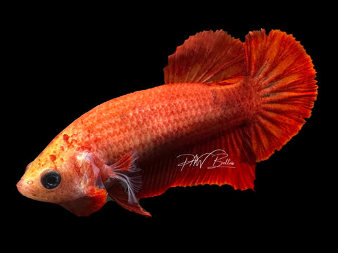 Red HMPK Female Betta | F1603