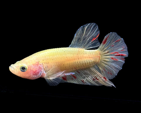 Yellow Vanda HMPK Male Betta | M2191