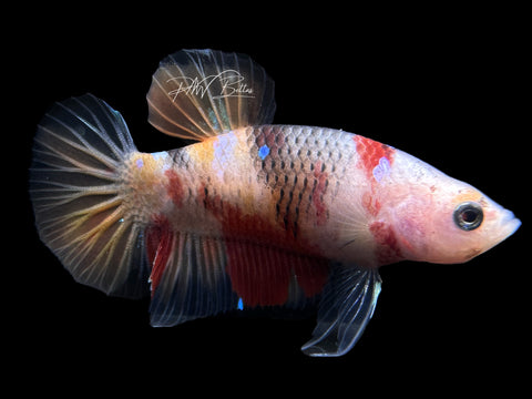 Marble Plakat Male Betta | M2377