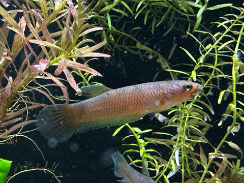 Wild Betta Antuta | USA Bred | F1