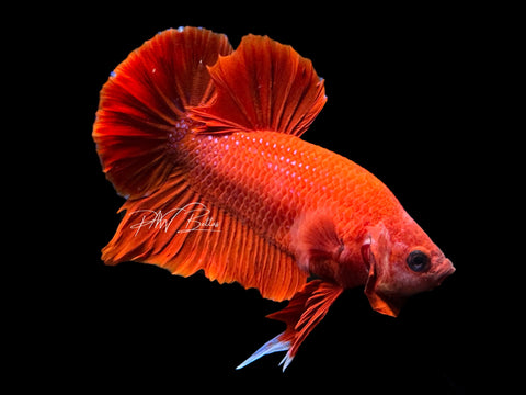 Super Red HMPK Male Betta | M2160