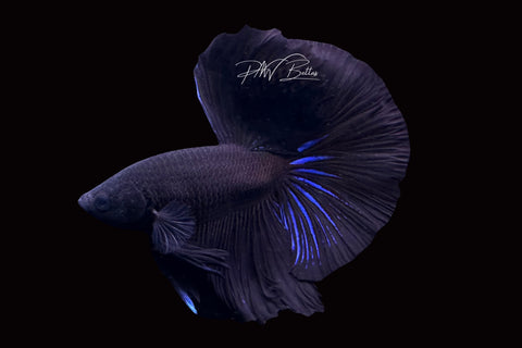 Black Halfmoon Male Betta | M2485