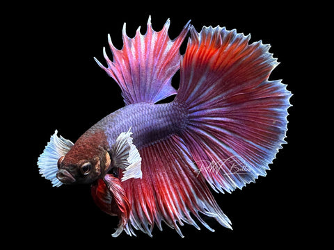 Bi-Color Dumbo HM Male Betta | M2316