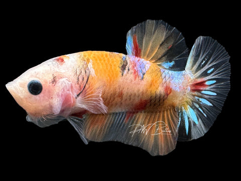 USA Bred | Koi HMPK Male Betta | L34