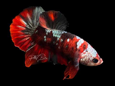 Red Copper Halfmoon Plakat Male Betta | M1927 – PNW Bettas